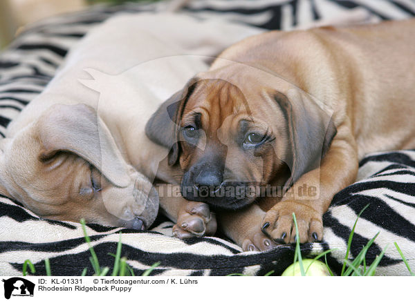 Rhodesian Ridgeback Welpe / Rhodesian Ridgeback Puppy / KL-01331