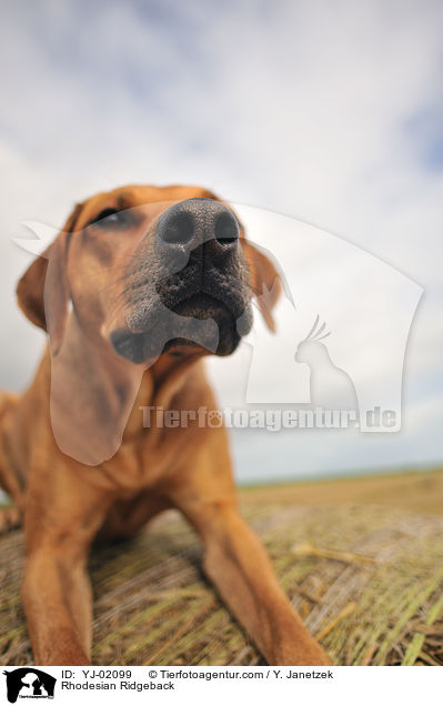 Rhodesian Ridgeback / Rhodesian Ridgeback / YJ-02099