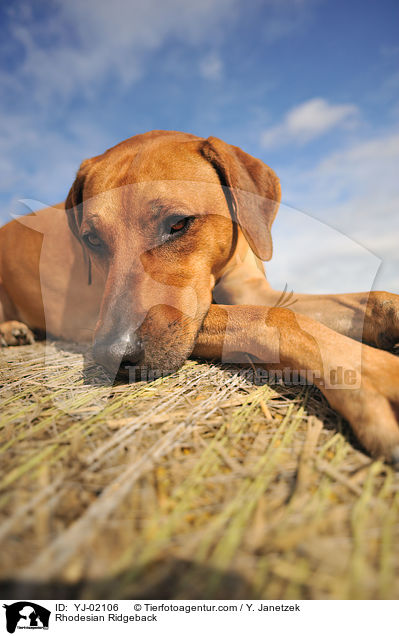 Rhodesian Ridgeback / Rhodesian Ridgeback / YJ-02106