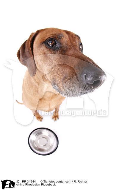 sitzender Rhodesian Ridgeback / sitting Rhodesian Ridgeback / RR-31244