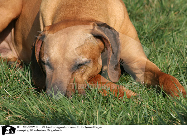 schlafender Rhodesian Ridgeback / sleeping Rhodesian Ridgeback / SS-22210