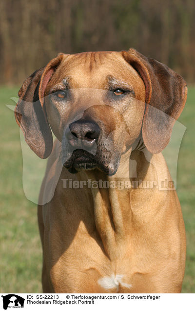 Rhodesian Ridgeback Portrait / Rhodesian Ridgeback Portrait / SS-22213