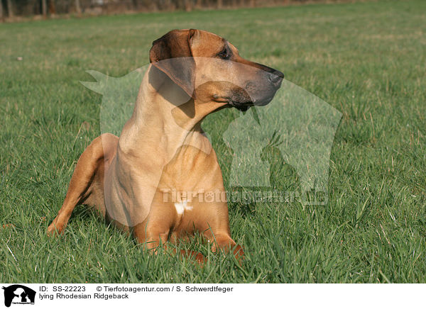 liegender Rhodesian Ridgeback / lying Rhodesian Ridgeback / SS-22223