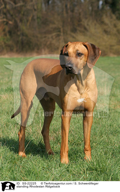 stehender Rhodesian Ridgeback / standing Rhodesian Ridgeback / SS-22225