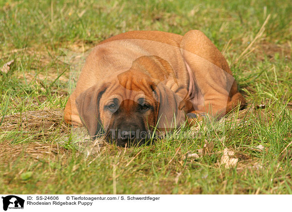 Rhodesian Ridgeback Puppy / SS-24606