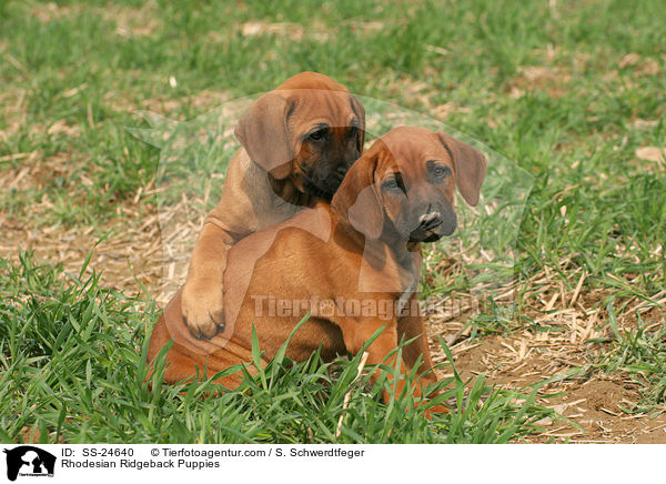 Rhodesian Ridgeback Puppies / SS-24640