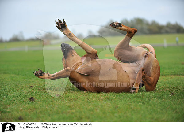 Rhodesian Ridgeback wlzt sich / rolling Rhodesian Ridgeback / YJ-04251