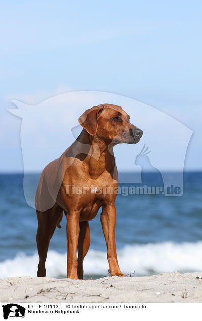 Rhodesian Ridgeback / Rhodesian Ridgeback / IF-10113