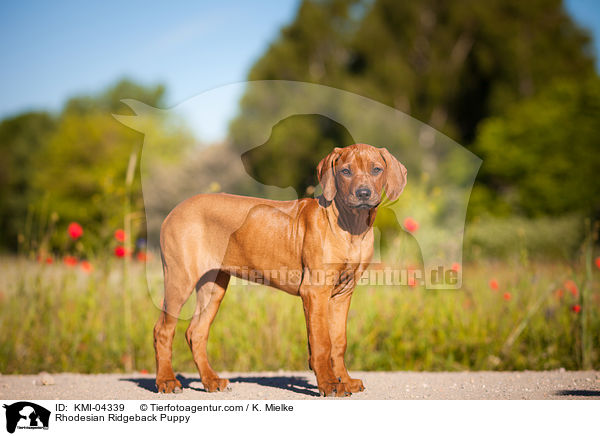 Rhodesian Ridgeback Puppy / KMI-04339