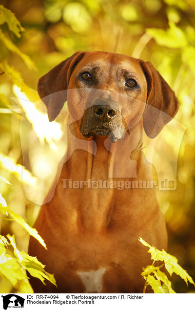 Rhodesian Ridgeback Portrait / RR-74094