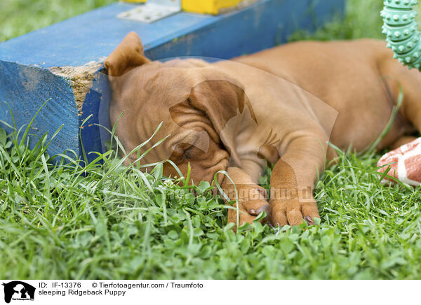 schlafender Ridgeback Welpe / sleeping Ridgeback Puppy / IF-13376