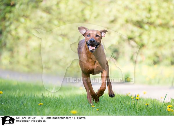 Rhodesian Ridgeback / Rhodesian Ridgeback / TAH-01081