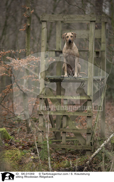 sitzender Rhodesian Ridgeback / sitting Rhodesian Ridgeback / SK-01069