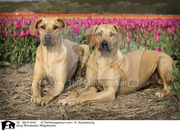 liegende Rhodesian Ridgebacks / lying Rhodesian Ridgebacks / SK-01442