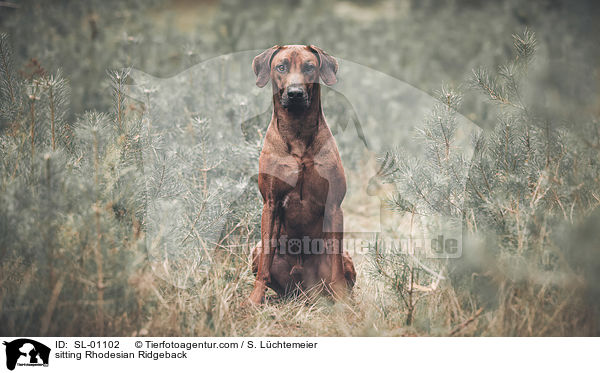 sitzender Rhodesian Ridgeback / sitting Rhodesian Ridgeback / SL-01102