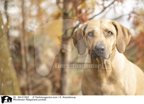 Rhodesian Ridgeback Portrait / Rhodesian Ridgeback portrait / SK-01583