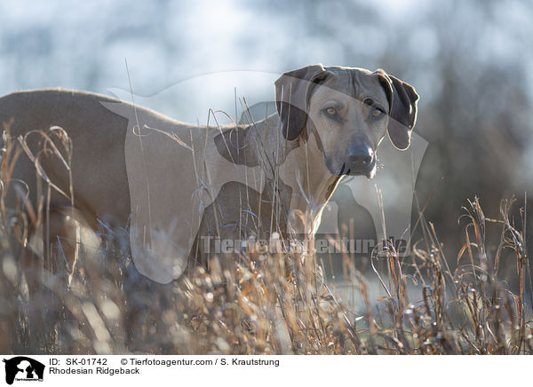 Rhodesian Ridgeback / Rhodesian Ridgeback / SK-01742