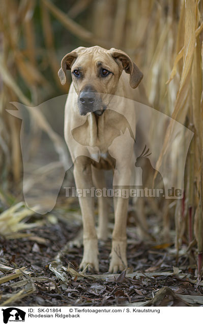 Rhodesian Ridgeback / Rhodesian Ridgeback / SK-01864