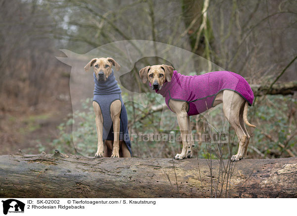 2 Rhodesian Ridgebacks / 2 Rhodesian Ridgebacks / SK-02002