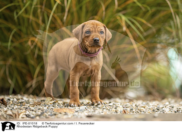 Rhodesian Ridgeback Welpe / Rhodesian Ridgeback Puppy / IFE-01018