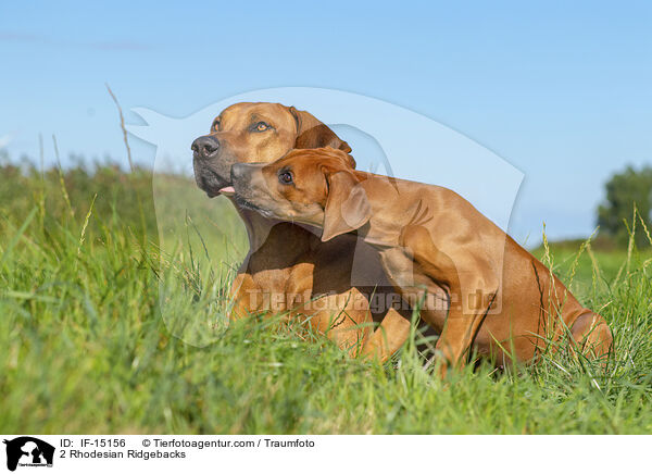 2 Rhodesian Ridgebacks / 2 Rhodesian Ridgebacks / IF-15156