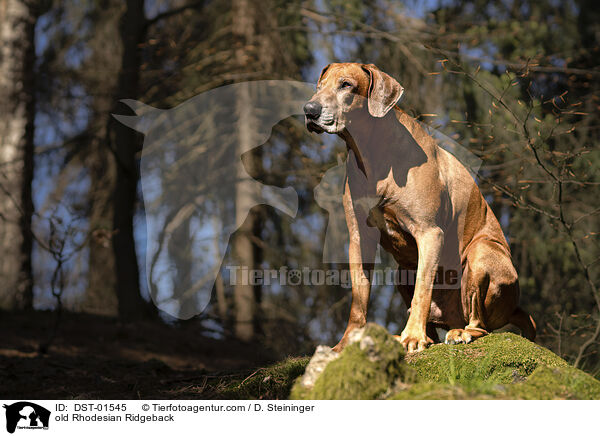 alter Rhodesian Ridgeback / old Rhodesian Ridgeback / DST-01545