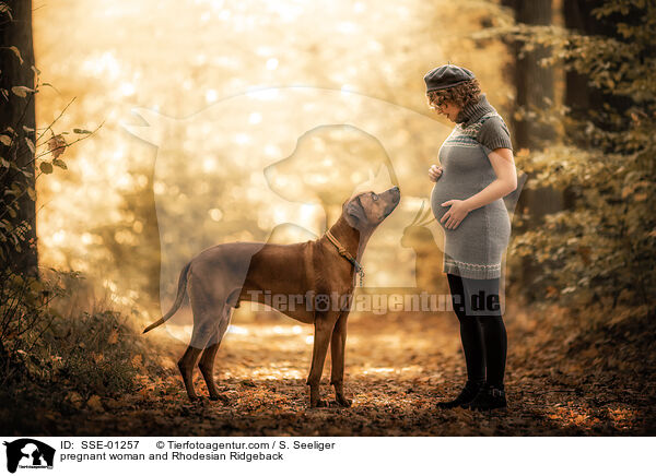 Schwangere und Rhodesian Ridgeback / pregnant woman and Rhodesian Ridgeback / SSE-01257