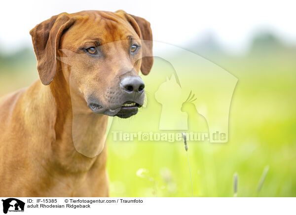 ausgewachsener Rhodesian Ridgeback / adult Rhodesian Ridgeback / IF-15385