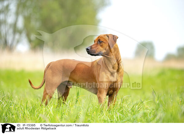 ausgewachsener Rhodesian Ridgeback / adult Rhodesian Ridgeback / IF-15395