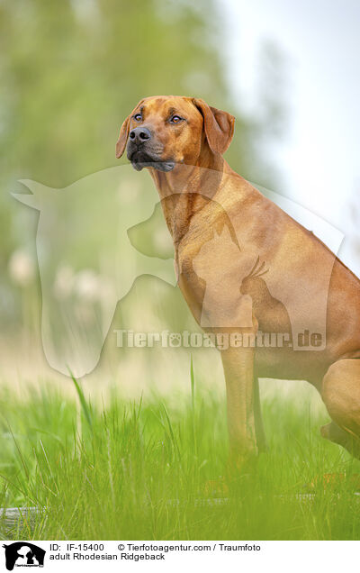 ausgewachsener Rhodesian Ridgeback / adult Rhodesian Ridgeback / IF-15400