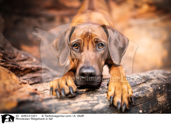 Rhodesian Ridgeback im Herbst / Rhodesian Ridgeback in fall / AWO-01001