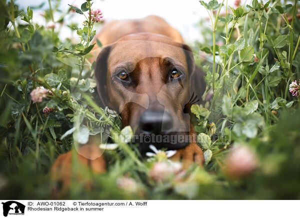 Rhodesian Ridgeback im Sommer / Rhodesian Ridgeback in summer / AWO-01062