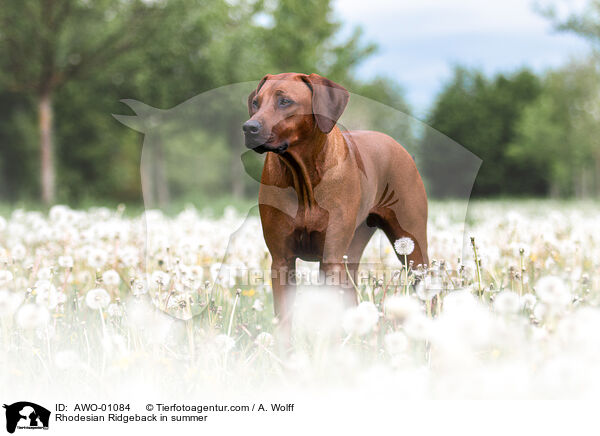 Rhodesian Ridgeback im Sommer / Rhodesian Ridgeback in summer / AWO-01084