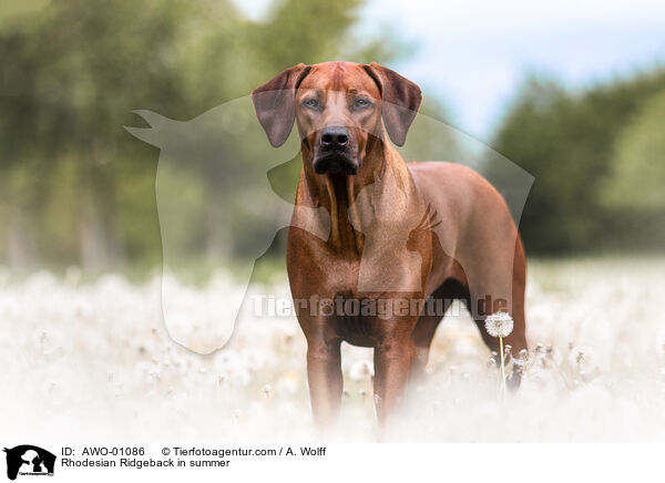 Rhodesian Ridgeback im Sommer / Rhodesian Ridgeback in summer / AWO-01086