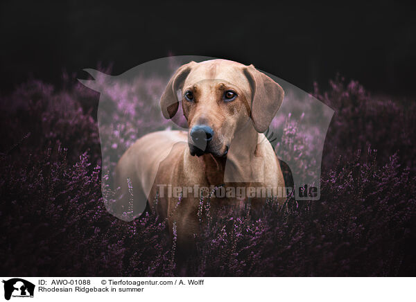 Rhodesian Ridgeback im Sommer / Rhodesian Ridgeback in summer / AWO-01088