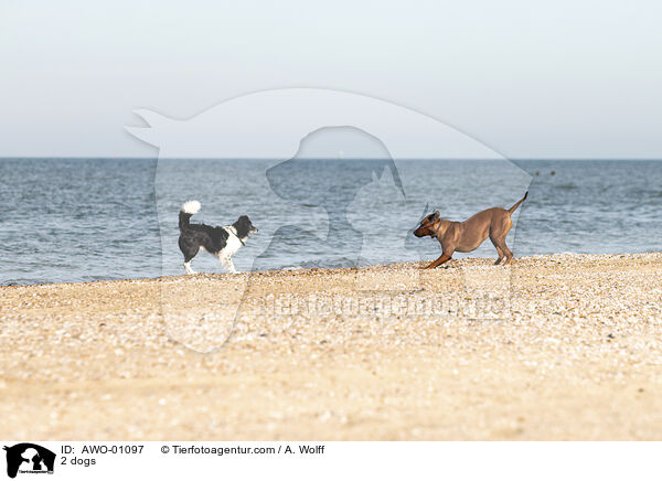 2 Hunde / 2 dogs / AWO-01097