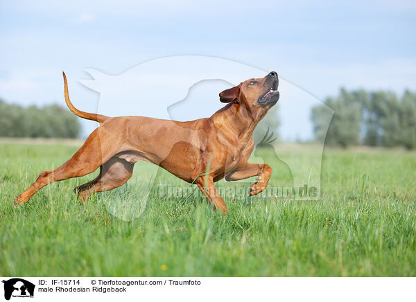 Rhodesian Ridgeback Rde / male Rhodesian Ridgeback / IF-15714