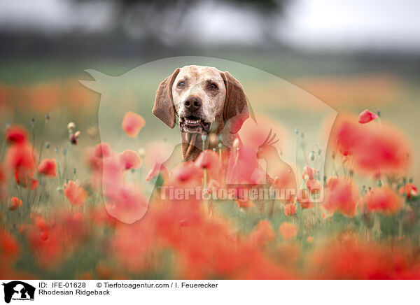 Rhodesian Ridgeback / Rhodesian Ridgeback / IFE-01628