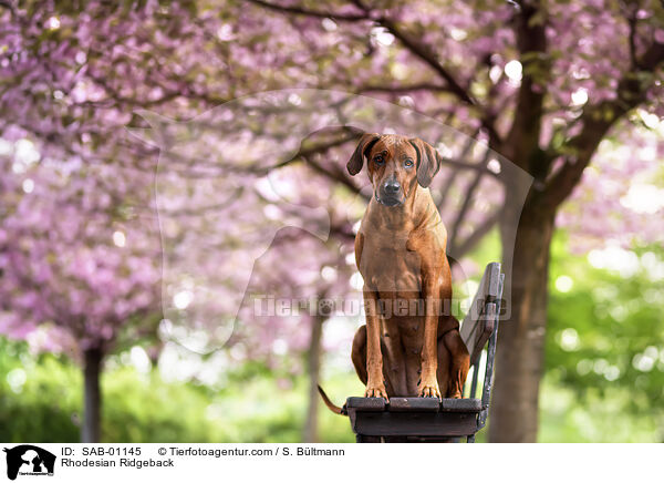 Rhodesian Ridgeback / Rhodesian Ridgeback / SAB-01145