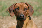 Rhodesian Ridgeback Portrait