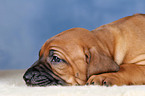 Rhodesian Ridgeback puppy