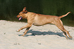 running Rhodesian Ridgeback