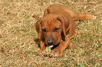 Rhodesian Ridgeback Puppy in garden