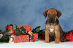 Rhodesian Ridgeback puppy at christmas