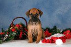 Rhodesian Ridgeback puppy at christmas