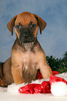 Rhodesian Ridgeback puppy at christmas