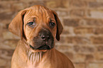 Rhodesian Ridgeback puppy