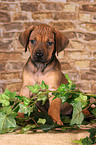 Rhodesian Ridgeback puppy