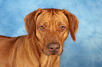 Livernose Rhodesian Ridgeback Portrait