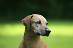 Rhodesian Ridgeback Senior